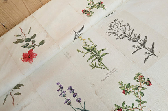 Dekostoff Halbpanama Kräuter *Ab 50cm