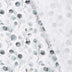 028 Eucalyptus